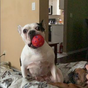 Meet your Posher, Alexa